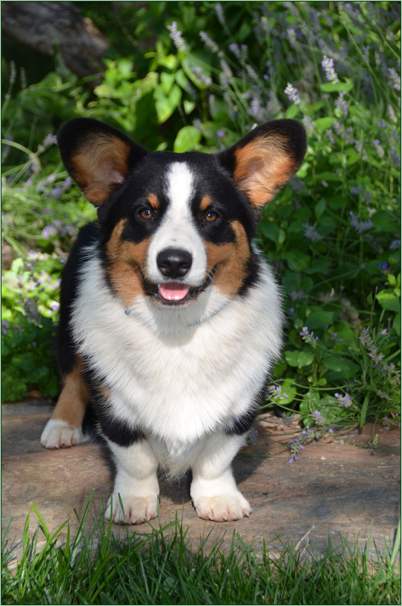 Tricolor cardigan cheap welsh corgi